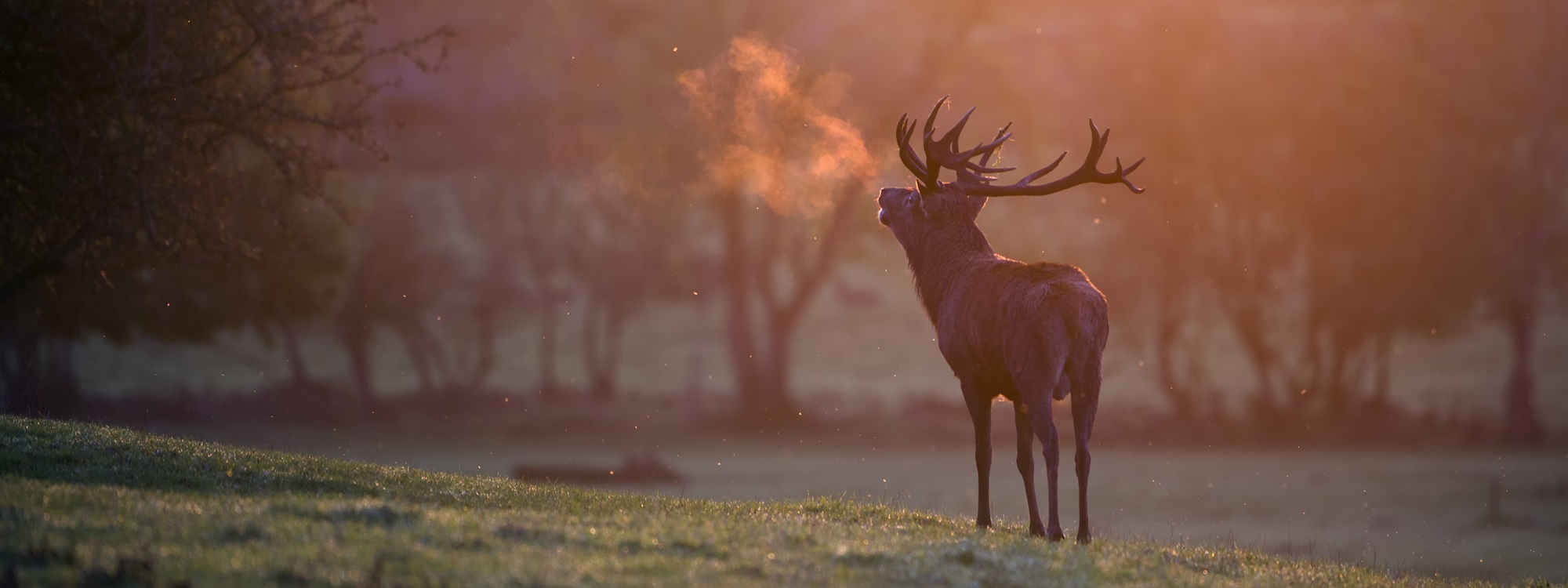 Een edelhert in de vroege ochtend, met zichtbare ademwolk, een van de wilde dieren die je in Limburg kunt aantreffen in de natuur