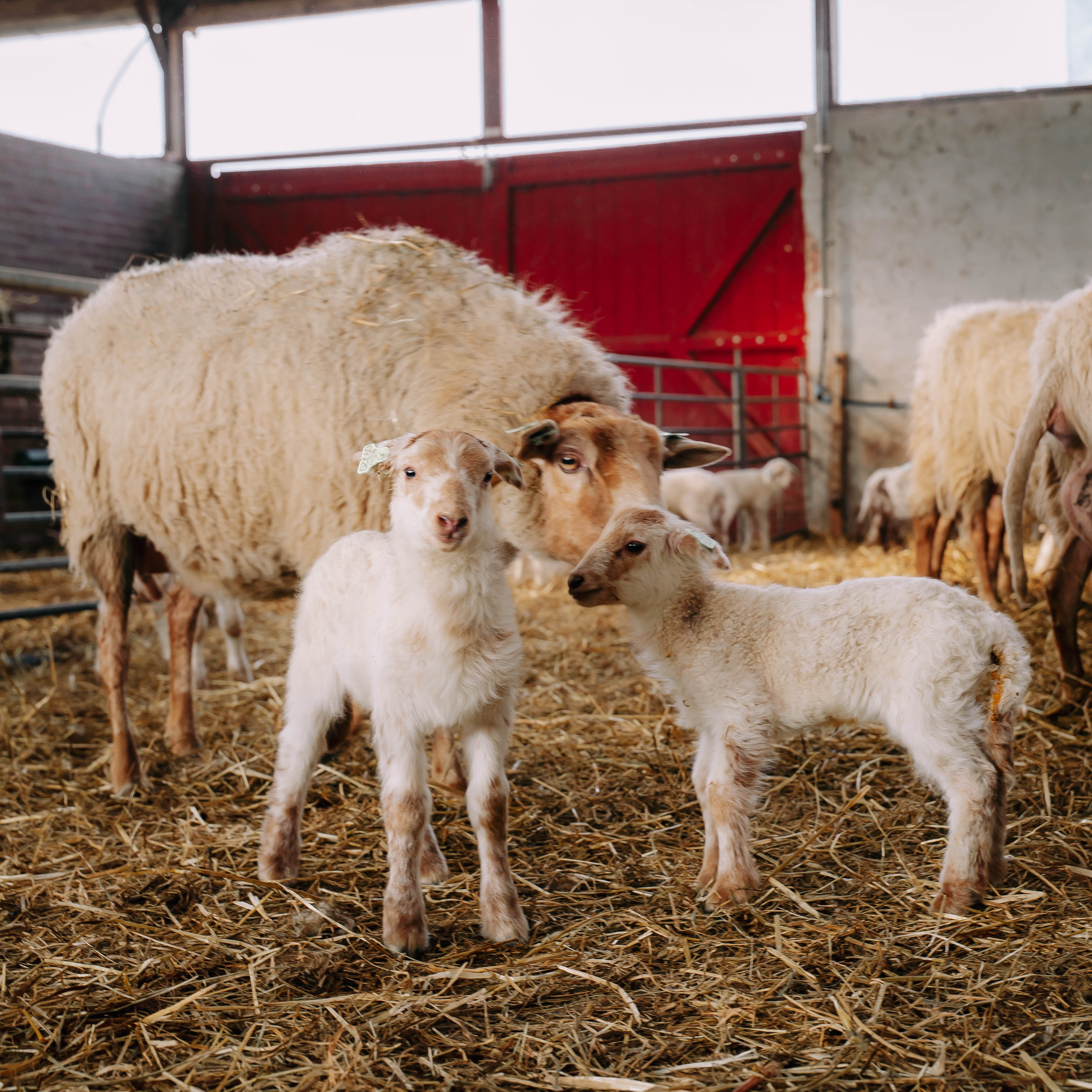 lammetjes met hun moeder
