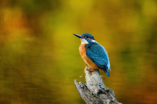 IJsvogel zit op een tak in natuurgebied het Leudal