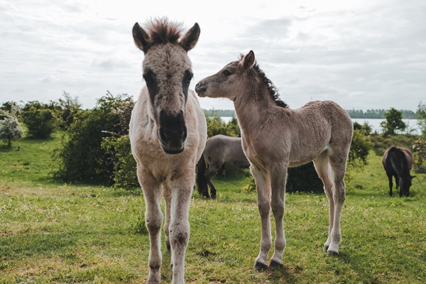 A Konik horse and foal standing in a green meadow beside the Maas Lakes, with other grazing horses and water in the background.