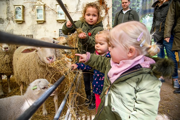 Kleine meisjes voeren de schaapjes in de lente