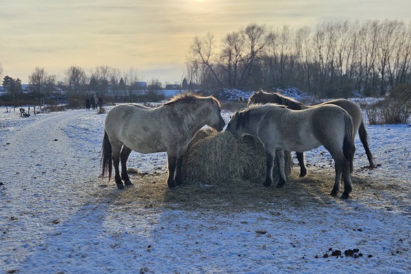 Konik-Pferde fressen im Winter von einem Heuballen im Maastal River Park
