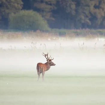 Edelhert staat in een mistig grasland in natuurgebied KempenBroek met op de achtergrond een bosrand.